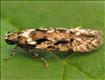 0767 (35.147) Carpatolechia decorella